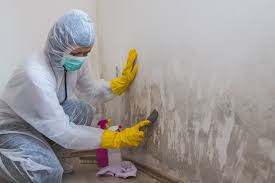 Why You Should Choose Our Mold Remediation Services in Hays, KS